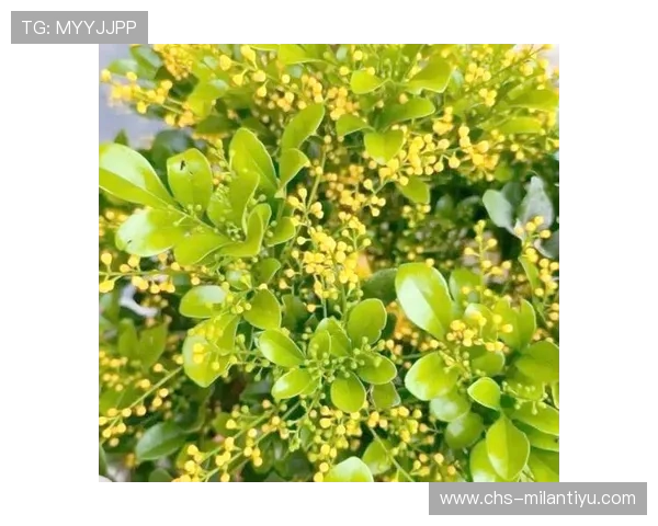米兰开花时间：如何根据季节安排最佳的花卉观赏与旅游计划